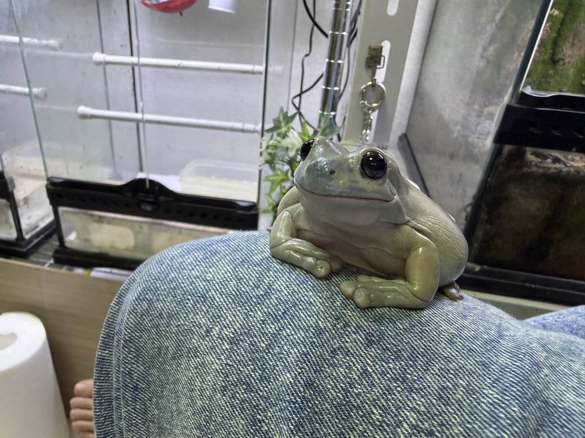PIYO_KAERU's tweet photo. 飼い主の膝の上でくつろぐ柚子さん https://t.co/dFFYg90QNX
