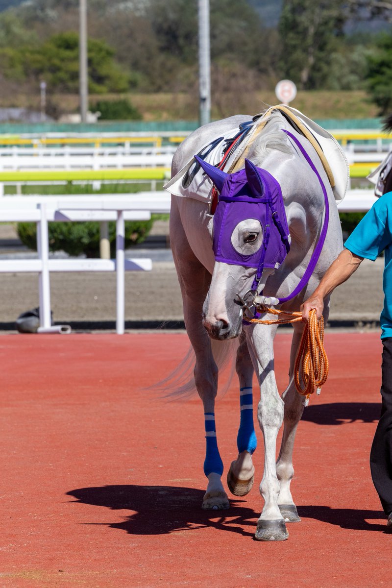 WateUmai's tweet photo. #アルデムラータ
 #ゴールドシップ
 #岩手競馬 https://t.co/nSIzcr1msi