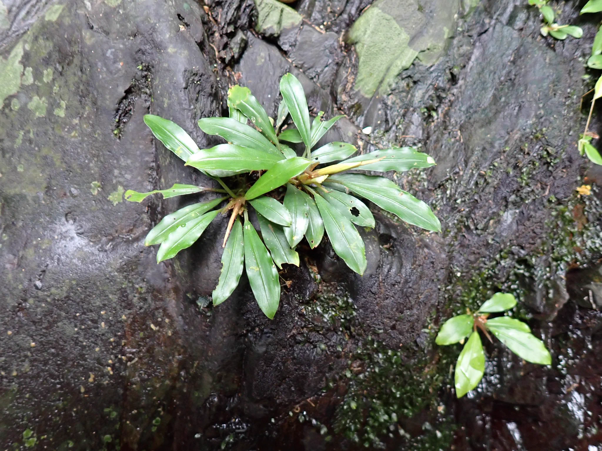 東南亜細亜植物採取家 TZ便 (@tsagittarus22) / X