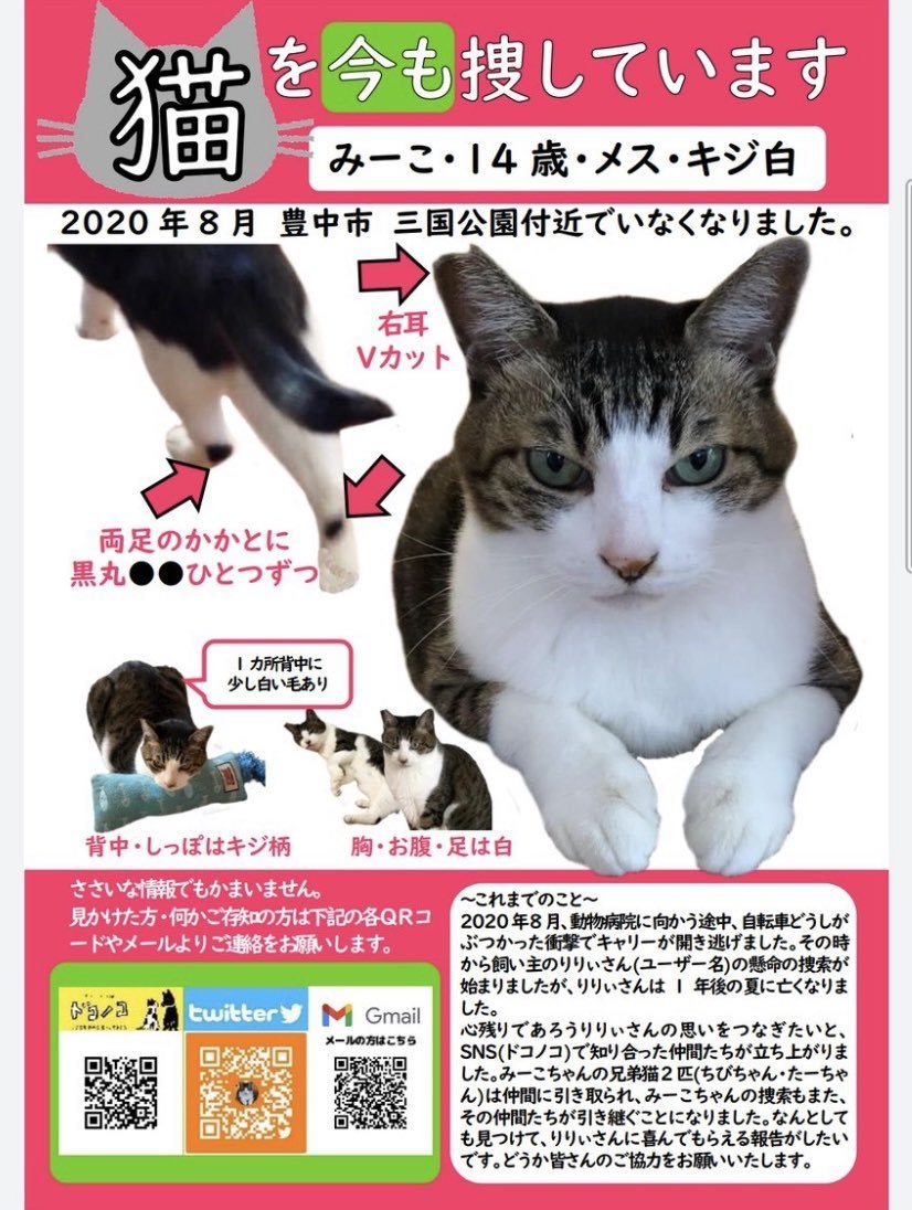 animal_rescue02's tweet photo. 【拡散希望】みーこちゃん、名前を呼んであげてください…

2020年7月27日、豊中市三国公園付近から、キジトラ白猫のみーこちゃんが迷子になりました。

情報があればDM・リプライでお願いします🙏
@miikoriri

#迷子猫 #キジトラ白 #豊中市 #大阪迷子 #拡散希望 https://t.co/cTtN0LXEId