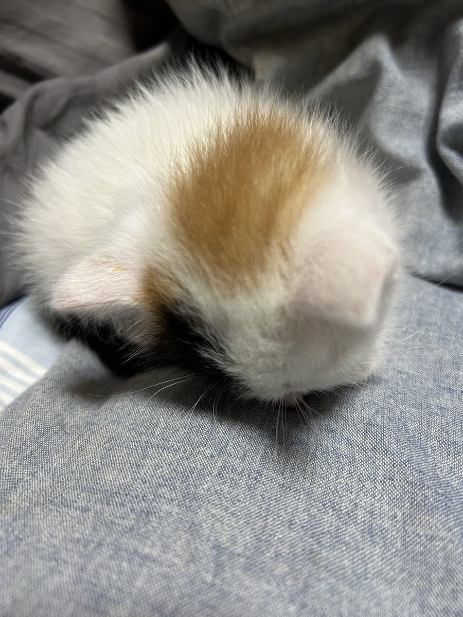 charibakakane's tweet photo. 今年の5月に里子に出た子。うちに来たばかりの頃は本当に毛玉の様なちびっ子だったのに、今はすっかり大きくなって幸せに過ごしている様で何よりです😊 https://t.co/fC0xMWa3yv