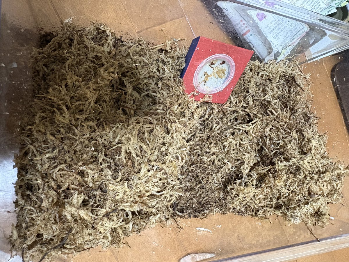 elf_1966's tweet photo. グラコフ2❣️

今日ハッチした♀ちゃん
しっかりとゼリー食べてます🤗
月末にブリ出来るかと

9月15日セット
9月20日採卵9🥚から
1🥚腐りました😓

9月20日の2回目セット
仕事が早い💕 https://t.co/Jnn1sqJnlg