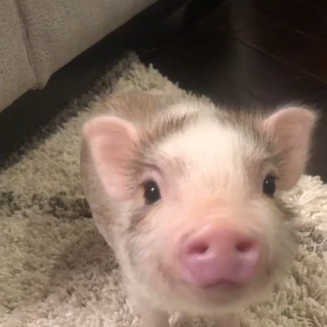 qilqillus's tweet photo. 안넝하새요 혹시 남는 벽돌집 업나요? https://t.co/ljlAQUkT3V