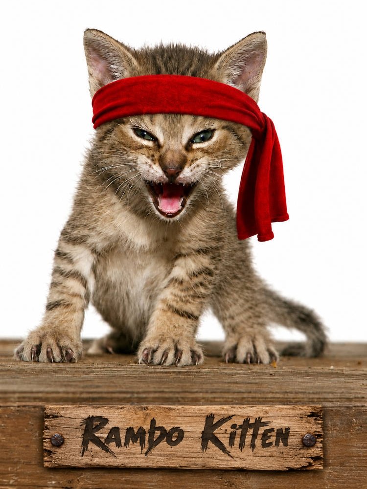RamboKitten's tweet photo. Rambo Kitten is leveling up. 🔴🐱

We’re moving forward with our second trademark filing - securing protection for both the RAMBO KITTEN name and the original Rambo Kitten image.

We’re building real IP around Rambo Kitten and strengthening the foundation for everything coming next.

11 years of history. Now we protect it properly.

$RAMBO is just getting started. 🚀

Stay tuned. ⏳