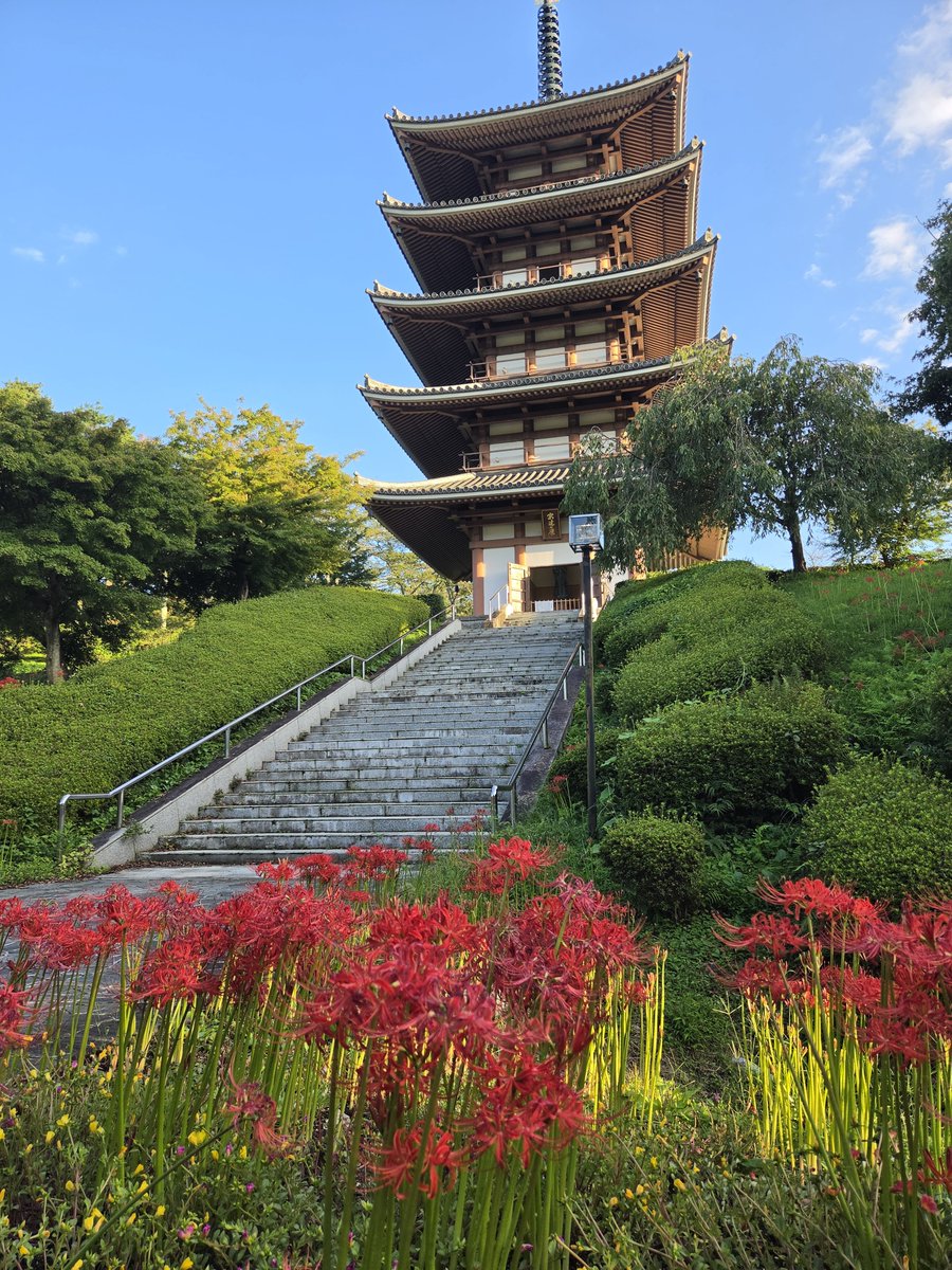 bappy0288's tweet photo. 見頃今日は久しぶりの快晴☀️でした
園内の曼珠沙華が見頃です
今年は雨も多くやはり例年より早く咲いていますが これから咲く花もまだ多いので9月末頃までは楽しめると思います

#安達ヶ原ふるさと村 #曼珠沙華 #彼岸花 #福島県二本松 https://t.co/CD8mImzZr0
