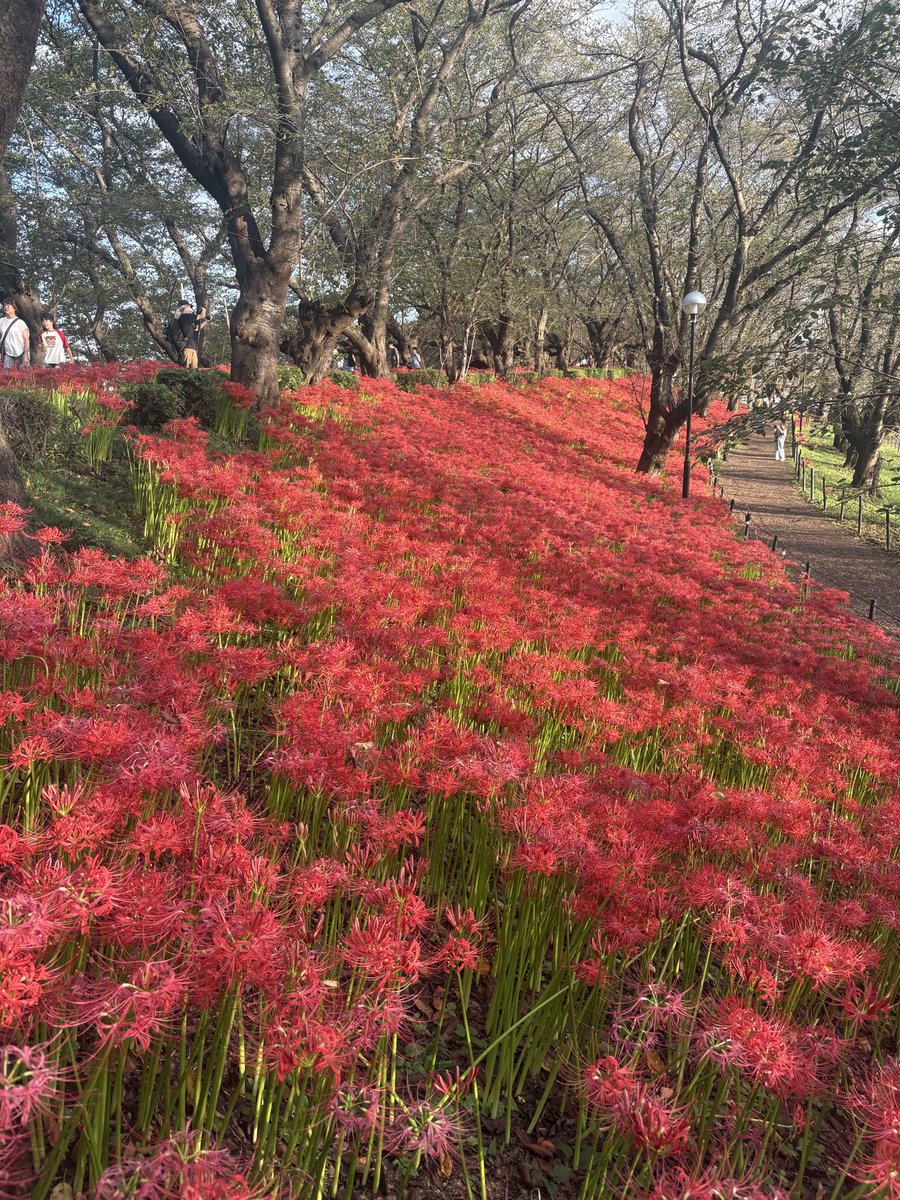 Sattetourism's tweet photo. 2026.9.22
曼珠沙華はどこもほぼ満開です。
真っ赤に染まる絶景をお楽しみください。

#幸手曼珠沙華まつり2026 
#このまちが好き幸手市 
#権現堂公園 https://t.co/Ypcf9EgiZv