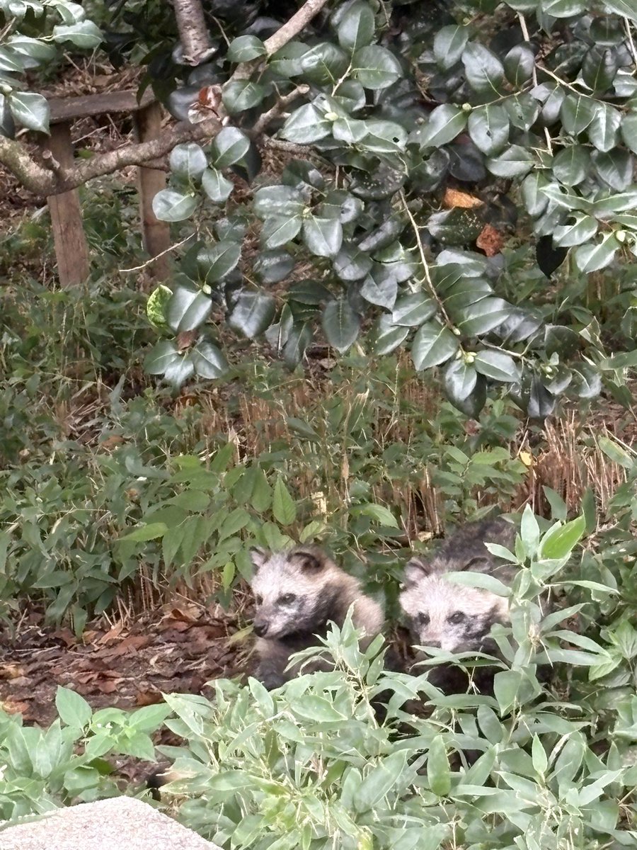 nao_wps's tweet photo. 双子？🤭♡

#ホンドタヌキ
#東山動植物園 https://t.co/fsDmKdC8X0
