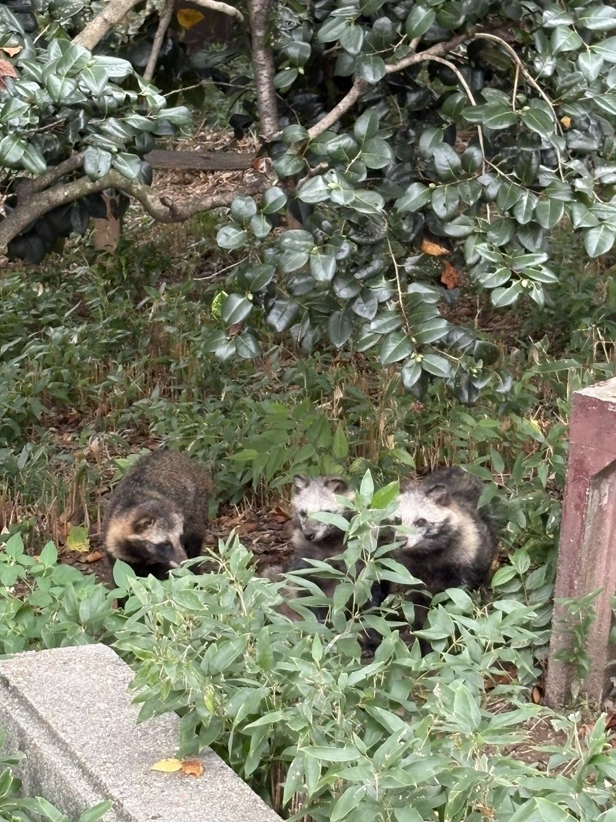 nao_wps's tweet photo. 双子？🤭♡

#ホンドタヌキ
#東山動植物園 https://t.co/fsDmKdC8X0