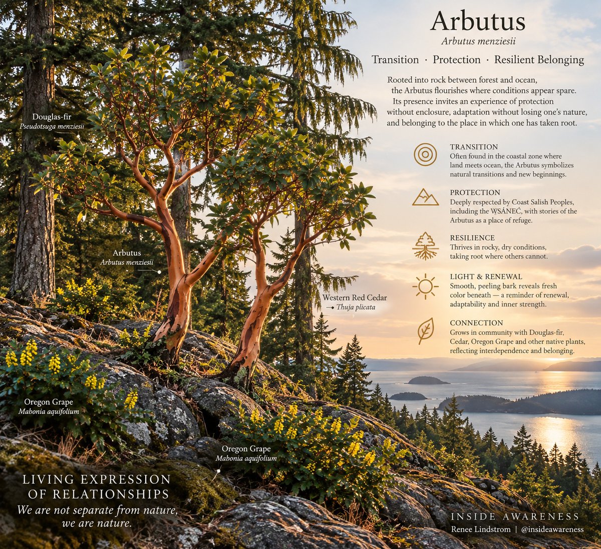InsideAwareness's tweet photo. I observed 3 young Arbutus Trees that planted themselves.  I brought attention to them as part of creating a living relationship with the landscape that was going to become a home.  #insideawarenessforembodiedliving https://t.co/UyEQZxD9iY