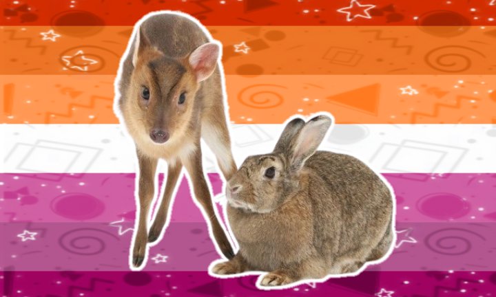 vannybutch's tweet photo. Lesbian flags with Bunnies and Deer https://t.co/Nv4NoGxJaX