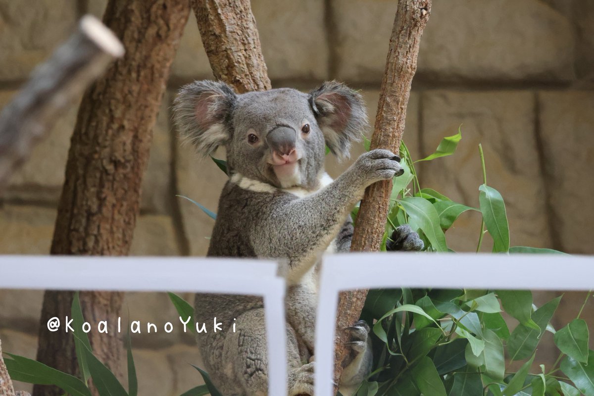 KoalanoYuki's tweet photo. オトナなボク
 #もなか #東山動植物園 #コアラ
2026.9.22 https://t.co/OlUTMqauEK