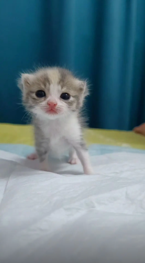 culKitten's tweet photo. https://t.co/q2BYD2MrhK