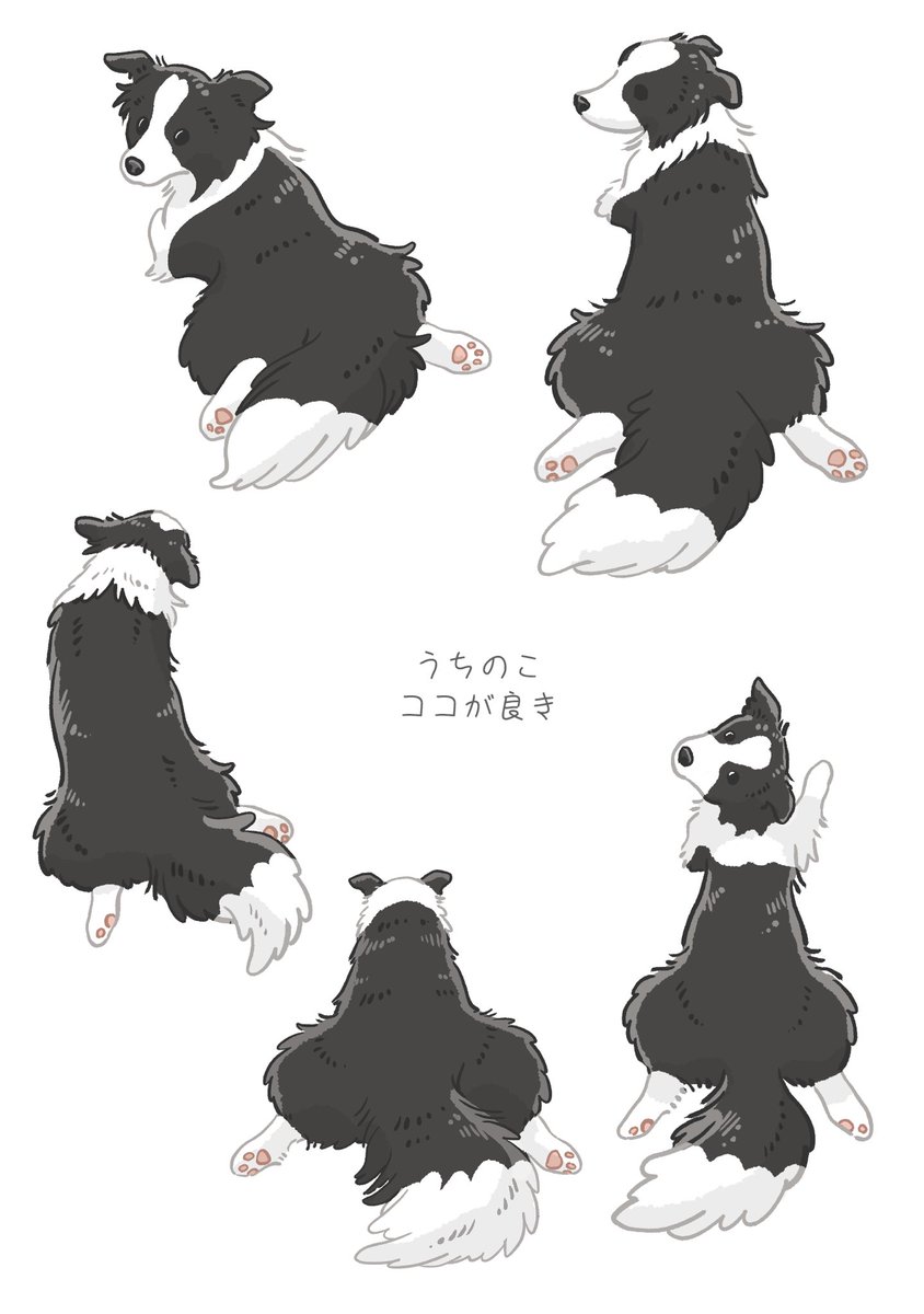 chikchikuni's tweet photo. 後ろ足シュワッチ。

#ボーダーコリー #犬 https://t.co/tEKK7hztsM