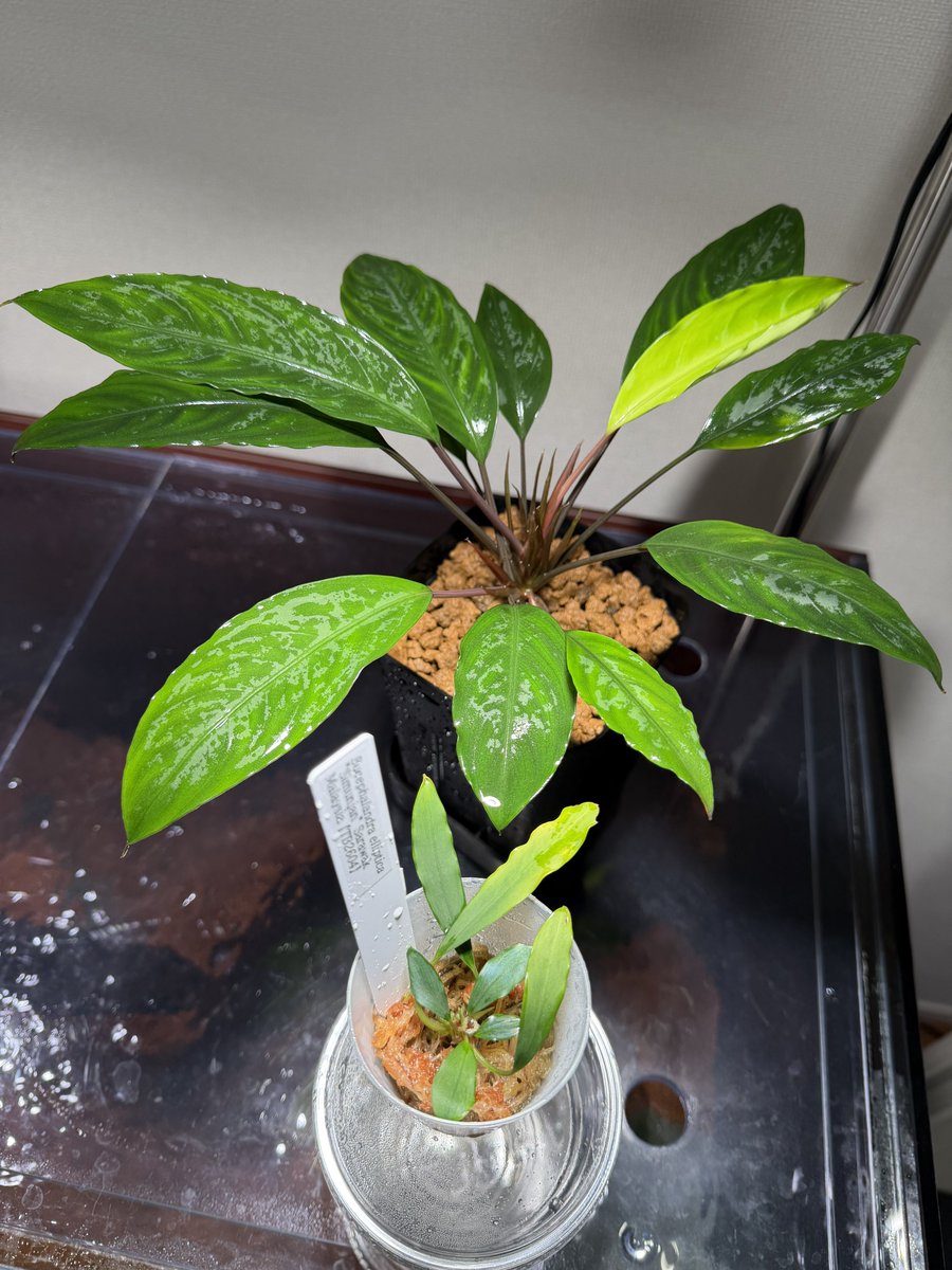 mame3__g's tweet photo. Bucephalandra elliptica "Simunjan" Sarawak Malaysia 【TB2604】 

Bucephalandra sp. "Simunjan" (2011年10月Apua Studio NATURE様由来)

2026年4月の便は細葉を選んで採取されたようです。こんなに大きさに差があると別ブセに見えてしまいます！
同じ大きさになるまであとどれくらいかかるのか...
2011年株は二股に成長点が分かれました！そして15年も維持されているだけあって、育成していて丈夫な部類のブセだなと感じます。

#ブセファランドラ