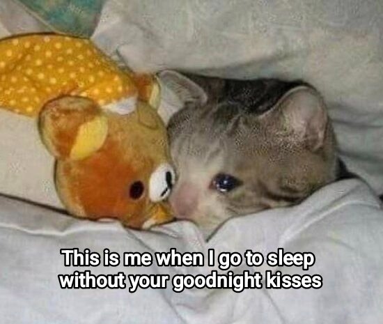 Meowversetwt's tweet photo. https://t.co/TehfgjUDL1