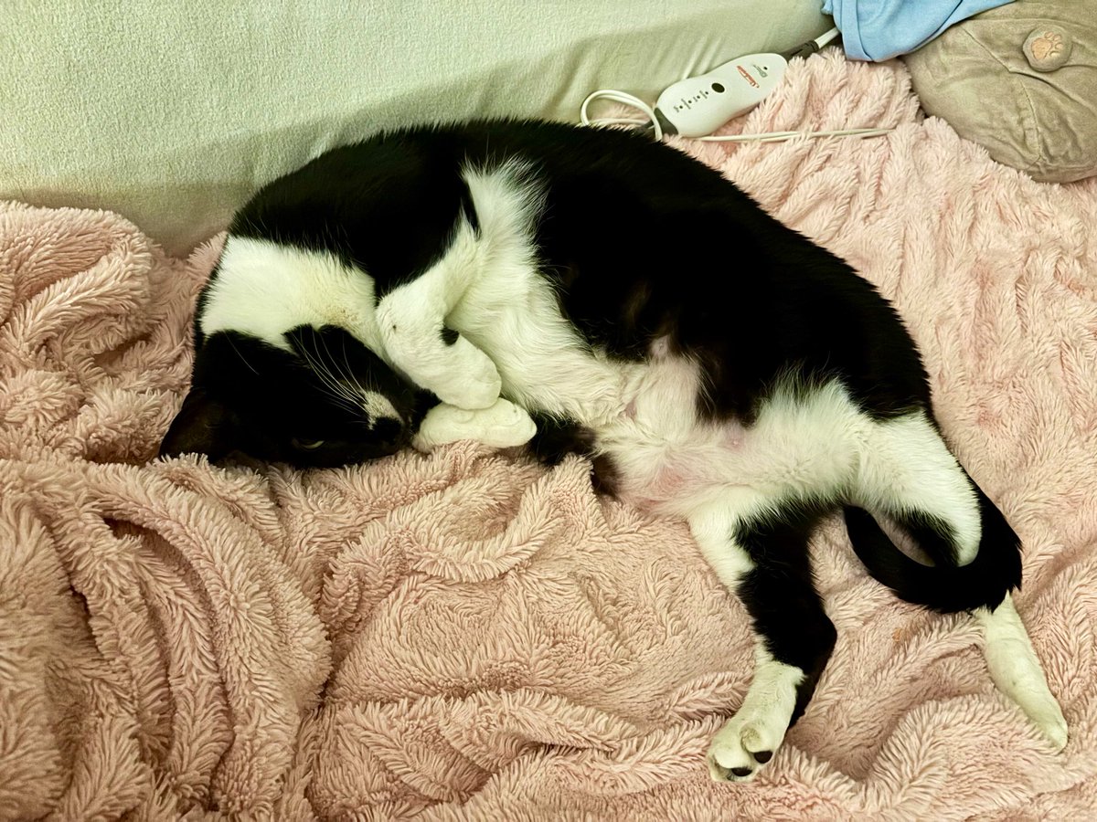 SophieMolly20's tweet photo. Happy #tuxietuesday from Molly! Wishing you a bright and beautiful day! 💕🐈 https://t.co/1cO3n6KaHL