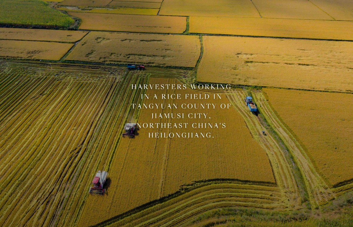 FlyOverChina's tweet photo. When autumn arrives, the land turns golden, and farmers busy themselves with the harvest.
What does autumn look like where you are? Share a photo or tell us in the comments.
#autumnvibes #flyoverchina #harvest https://t.co/BOvrNBfGUF