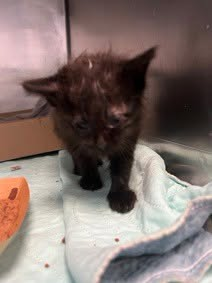 lordi1960's tweet photo. ♦♦TO BE KILLED - 12:00PM (EASTERN) TUESDAY 09/22/2026♦♦
♦♦SOS CODE RED♦♦

QUEENS ACC ADOPTABLE

❤️GOOPY 264872:
5 WEEKS | Male | ACO | 356g
https://t.co/d1OfenG8ep https://t.co/oJna288vKh