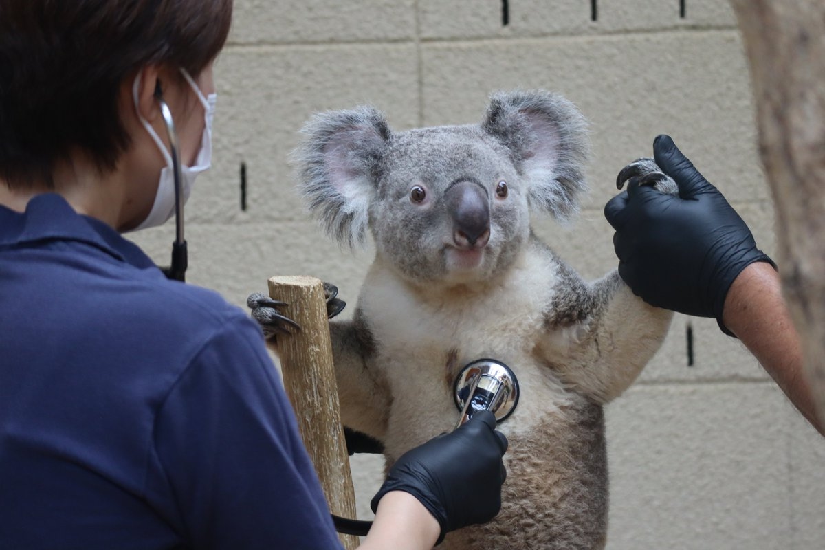 kobeojizoo's tweet photo. #PR #タイアップ 
コアラたちは定期的に健康診断を行っています🐨
エマは採血も頑張りました。2歳のオウキは体重が6kgを超え、まだまだ成長中！そして、健康診断を終えたイツキはこの表情。
みんな、おつかれさまでした！
#王子動物園 #コアラ https://t.co/rqwL5VQq2F