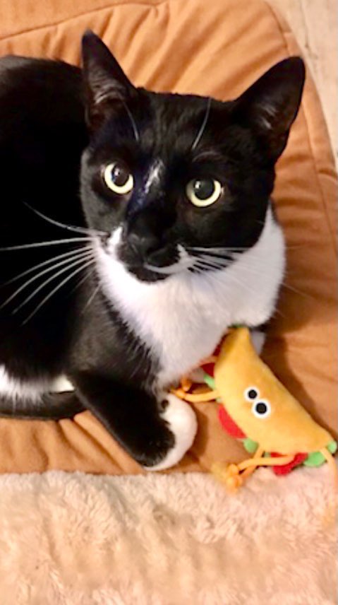 SophieMolly20's tweet photo. Happy #tacotuesday and #tuxietuesday from Molly. Have no doubt, that’s HER taco 🌮! 

#CatsOnTwitter #CatsOnX https://t.co/WXWY1vXr2f