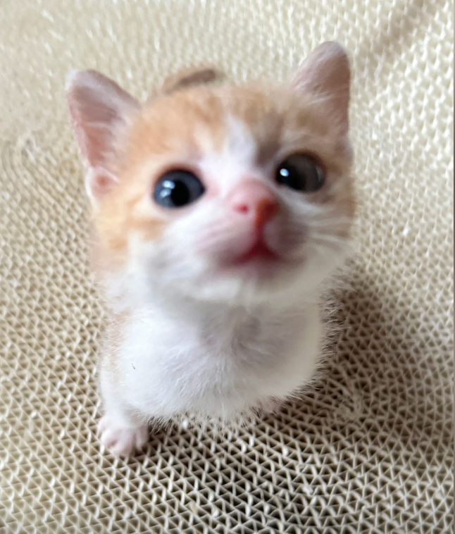 culKitten's tweet photo. https://t.co/KiT4HphNCq