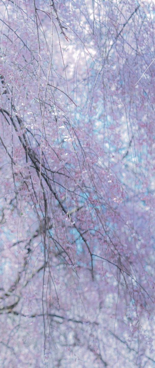mikumikulooove's tweet photo. cos.

大遅刻…！！
初めて千本桜聴いたときの衝撃は忘れません🤗🌸
大好きな曲の1つです🌸

#千本桜15th #初音ミク https://t.co/nHyR7sTNFt