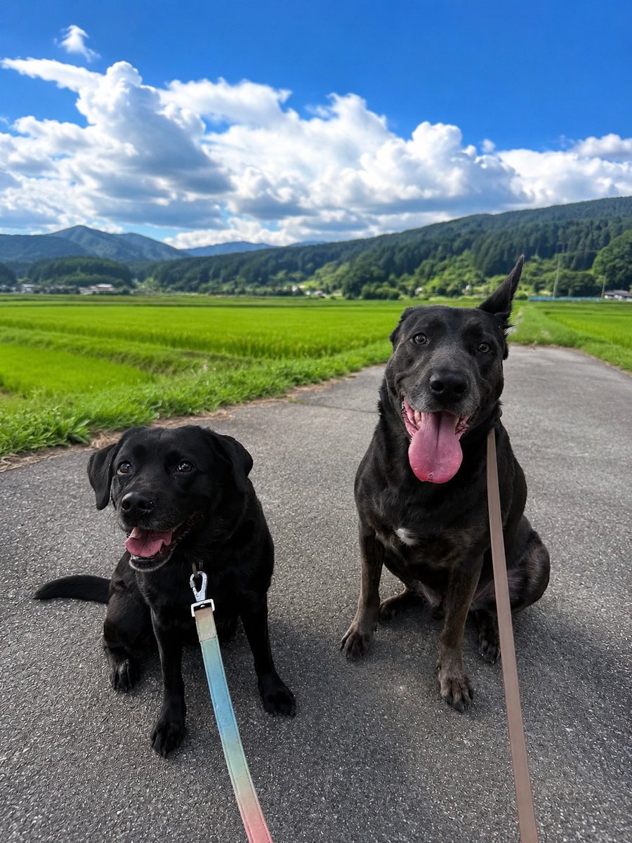 huuka25_25's tweet photo. 大きいってだけでビビられ黒いってだけで怖がられる
なら近づかなきゃいいだけの話なのに怖い怖いとギャーギャー騒がられることもある
怖いのは仕方ないけど口に出されたら言われたこっちはモヤッとする
子連れからすると大きい犬は怖いだろうが
犬連れからすると子連れが怖いわ https://t.co/faFU88eHiE