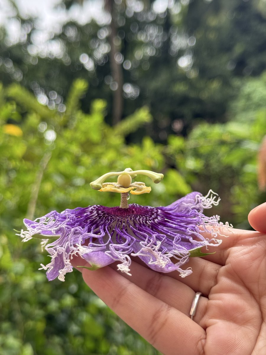 Shubhranshee's tweet photo. 🌿 Nature’s intricate architecture in full bloom! 💜
This striking Passionflower (Passiflora sp.) showcases a remarkable floral structure, with its layered purple-and-white corona, prominent stamens and distinctive reproductive organs. #Passiflora #Botany  #NaturePhotography https://t.co/NAYQAbwdMB