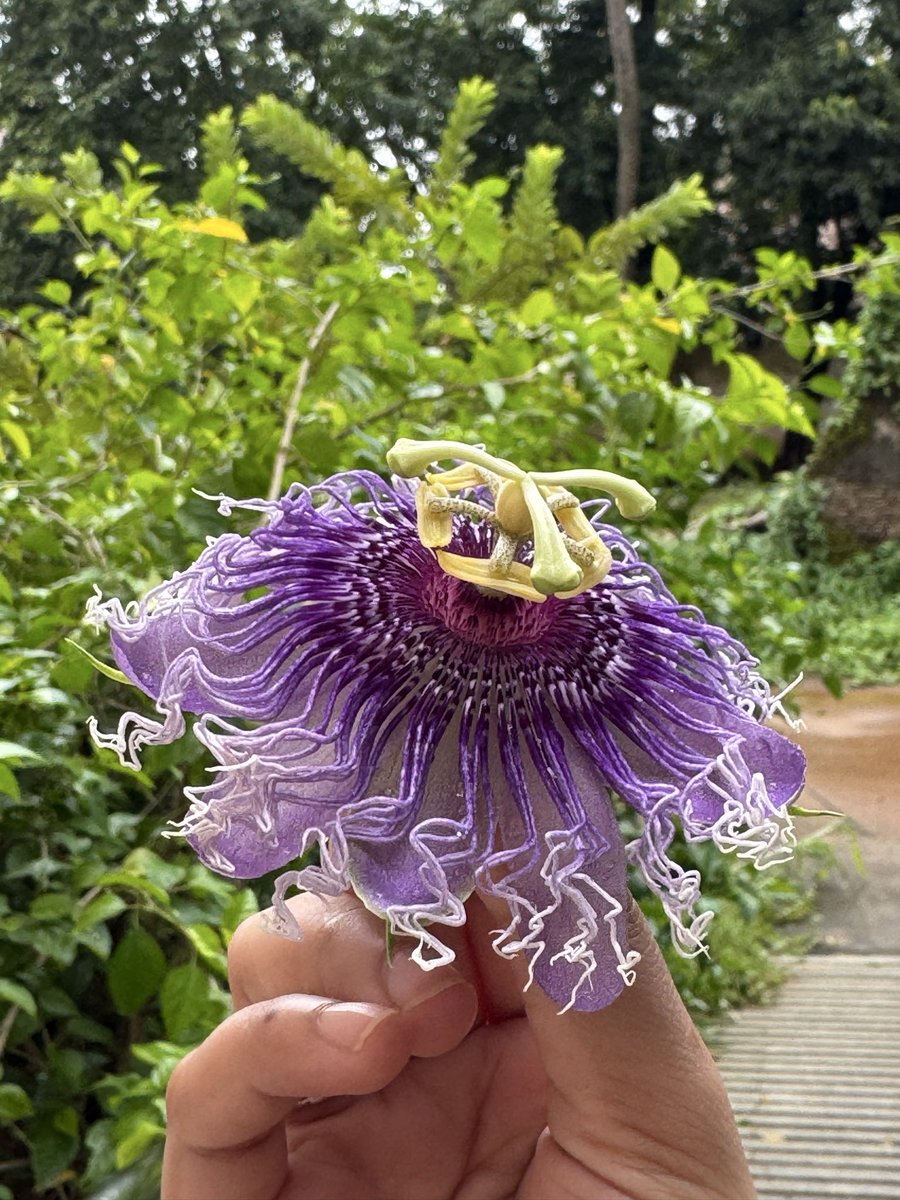 Shubhranshee's tweet photo. 🌿 Nature’s intricate architecture in full bloom! 💜
This striking Passionflower (Passiflora sp.) showcases a remarkable floral structure, with its layered purple-and-white corona, prominent stamens and distinctive reproductive organs. #Passiflora #Botany  #NaturePhotography https://t.co/NAYQAbwdMB