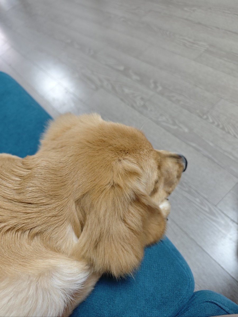 trirezekii1's tweet photo. Nothing beats a lazy Sunday curled up with your fur bestie https://t.co/Ip5Ie3TPOj