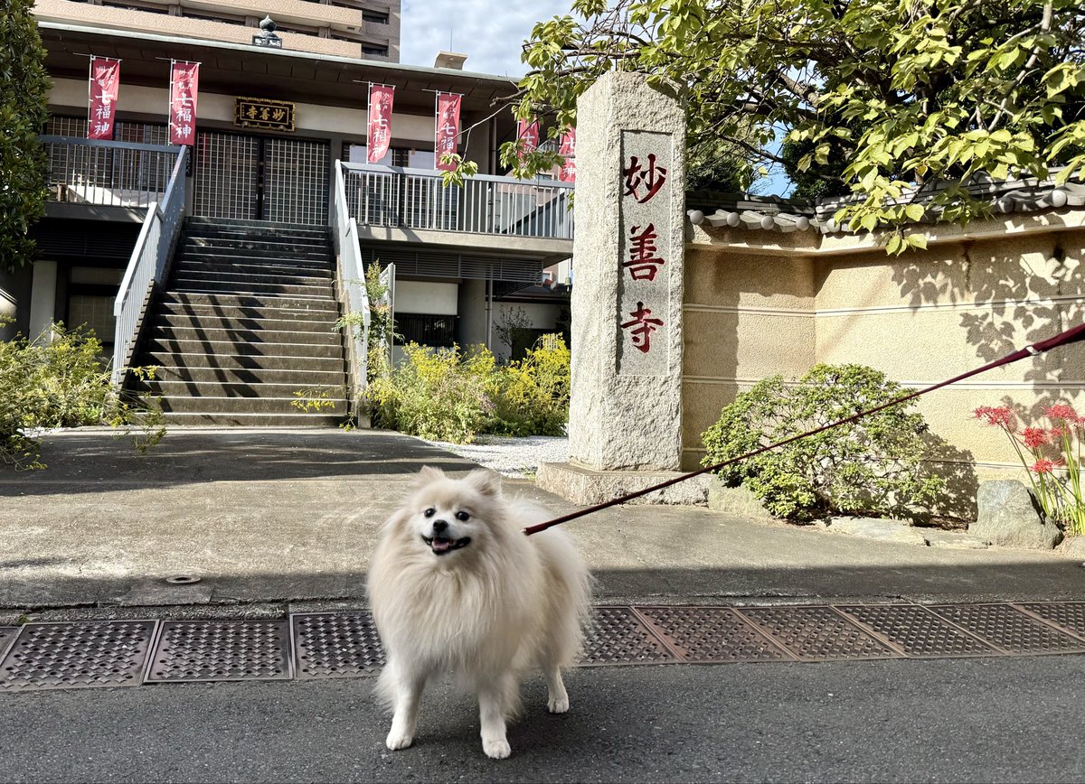 pomechu108's tweet photo. 台風一過☀️一家じゃ無くて良かったきゅん‼️🌀💦
1887年、児童福祉の父・石井十次氏が岡山県に
『孤児教育会』を創設した「孤児院の日」
ペットと呼ばれる仔達も素敵な家庭に恵まれ
ハッピーで有ります様にきゅん💖🐶
📸川越七福神巡り🍠本日3ヶ所
①妙善寺・天然寺・②喜多院＋③仙波東照宮パチリ✨🙏 https://t.co/TycPRHpWoo