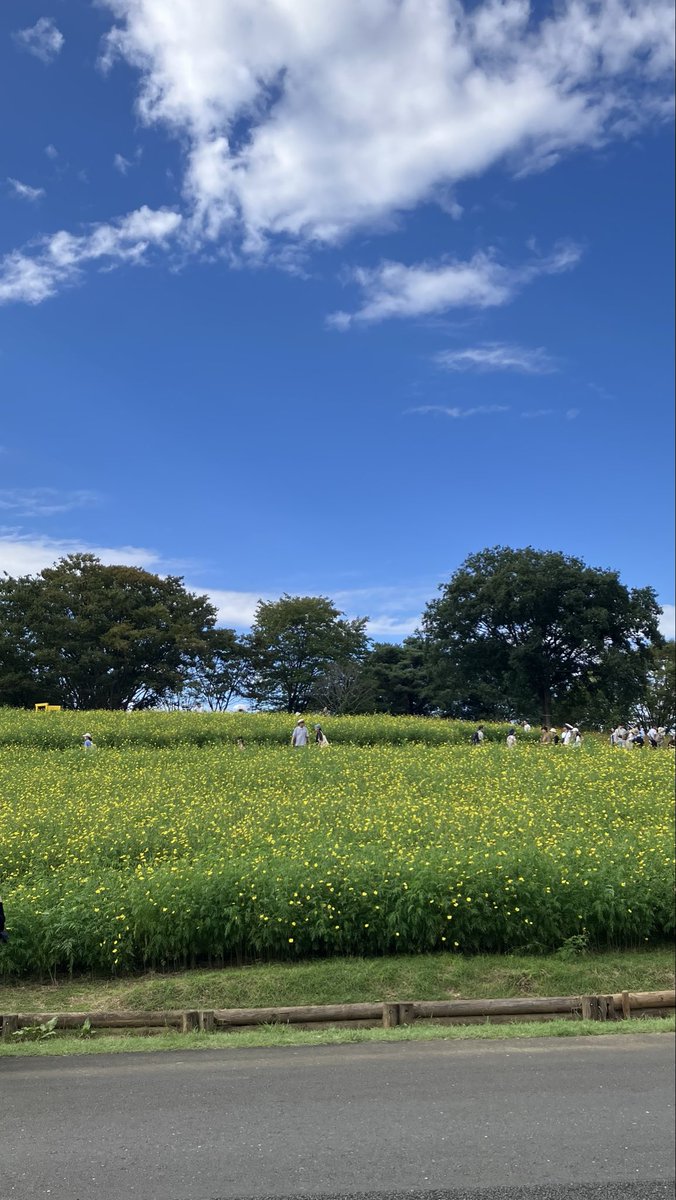 ouchipankoubou's tweet photo. シルバーウィーク後半、ようやく晴れたのでお花好きな母を連れて、昭和記念公園へ...台風通過直後という事もあり、なぎ倒されているお花もありましたが、色々な方が公園での時間を楽しんでいました。 https://t.co/mQq9ge9tYk