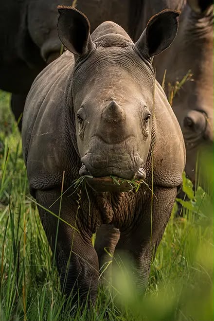 PremierSilverba's tweet photo. Happy world  #rhinoday from  us  to  yours . From 0  to 48 rhinos  today at Ziwa Rhino Sanctuary , we brought them back because for once humans came to protect .

#saverhinos #Ziwarhinos #VisitUganda #worldrhinoday https://t.co/hkvwqDkfbo