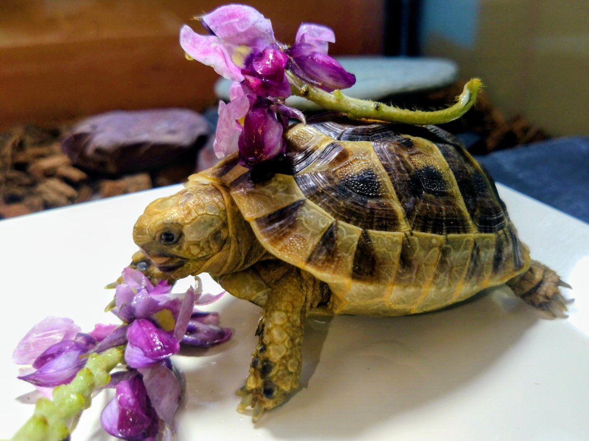 tsukiokoukodomo's tweet photo. クズの花に夢中なねう🐢 https://t.co/y6XiOpGzkx