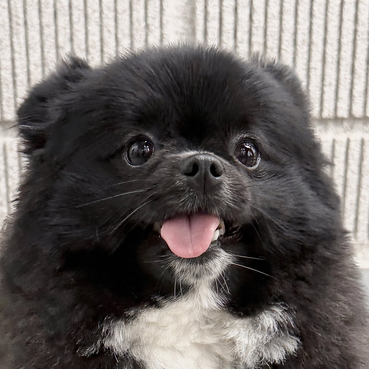 kutsu_shigatanu's tweet photo. タイムラインにたぬき犬の笑顔があってもよい https://t.co/jHMio0bjZh
