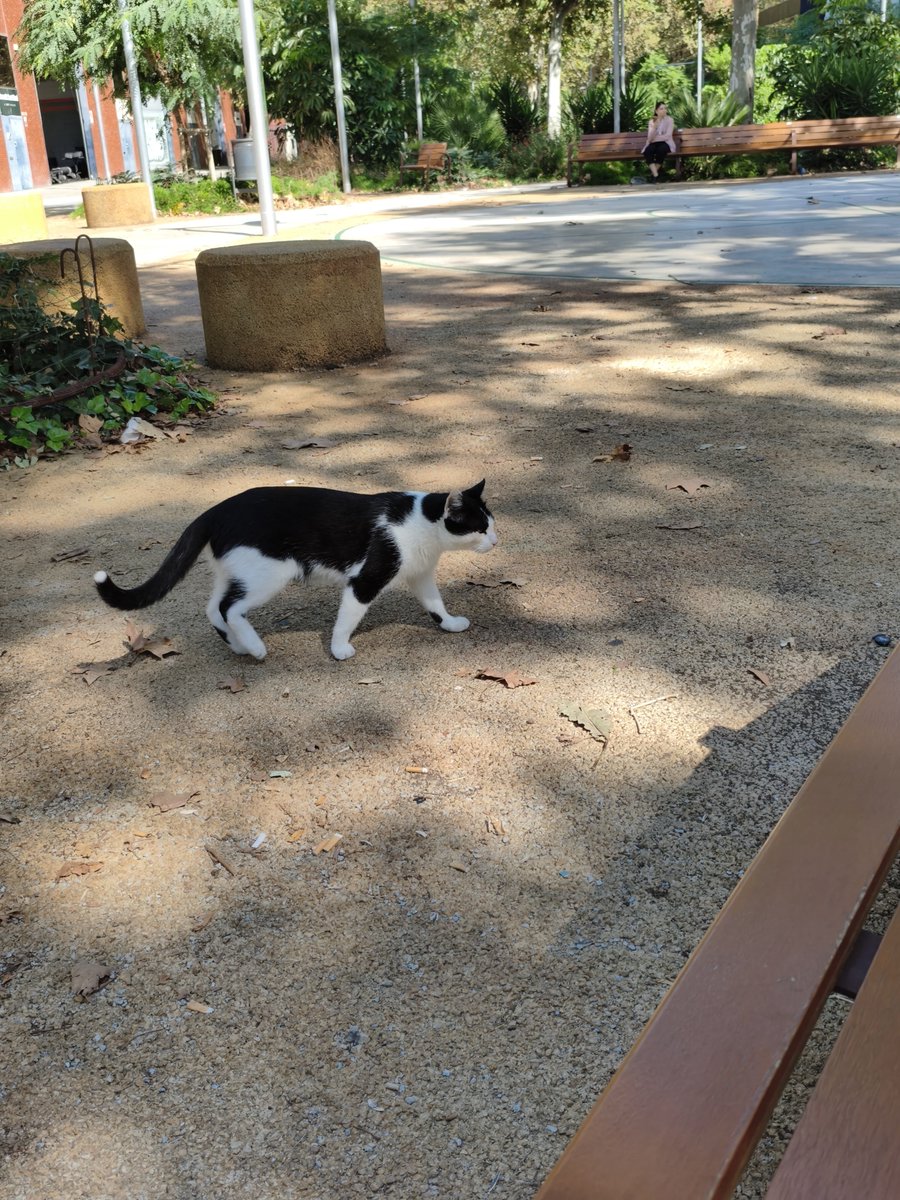 BugaderiaSO's tweet photo. He vist aquest gat al carrer Cristóbal de Moura amb Puicerdà, pot ser d'algu?? #Barcelona #GatoPerdido #GatPerdut https://t.co/pqoRLGZNTm