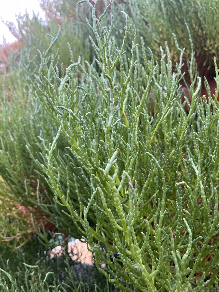 InnovacionIFAPA's tweet photo. 🌱 ¿Cómo aprovechar los nutrientes disueltos del cultivo de peces?

En IFAPA El Toruño estudiamos la integración de Salicornia para captarlos y convertirlos en biomasa de interés, avanzando hacia sistemas acuícolas más circulares. 🐟♻️

#FEMPA #Salicornia #AcuiculturaCircular https://t.co/hsF0LIC978