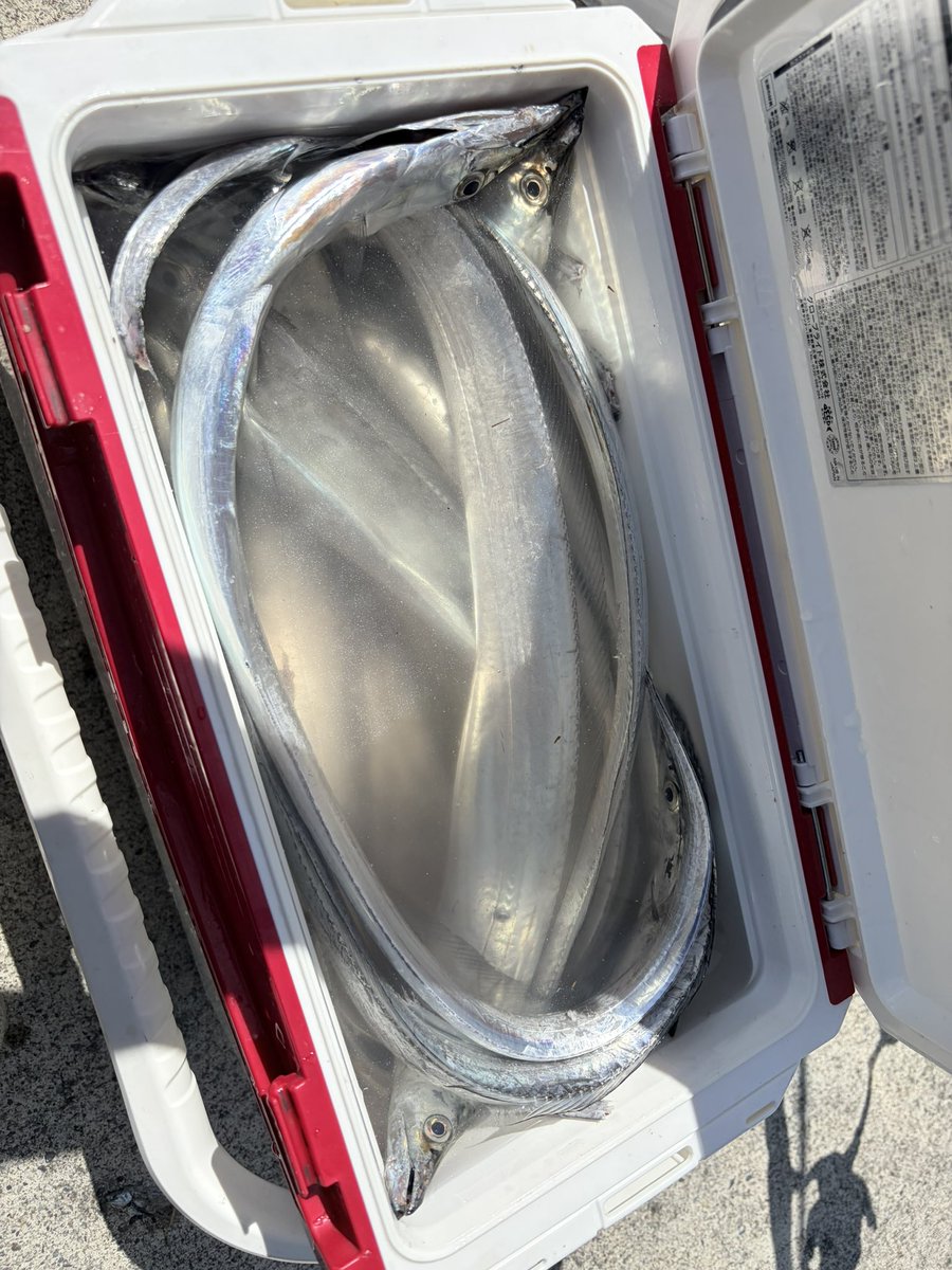 angler0730's tweet photo. すっごいつれた　多分俺あしたからもうつれないかもしれない🥶
最終的に　太刀魚　22匹　バラシ10以上　抜き上げ失敗約9匹🤪　
そうだカツオ　ん？🤔何匹釣った？多分25くらい🤔
全部リリース　イナダありがとうございます　あおいさん😆　
ちなみに釣れていた時間は25時頃から〜9時くらいまで太刀魚〜 https://t.co/dquqBtxbFq