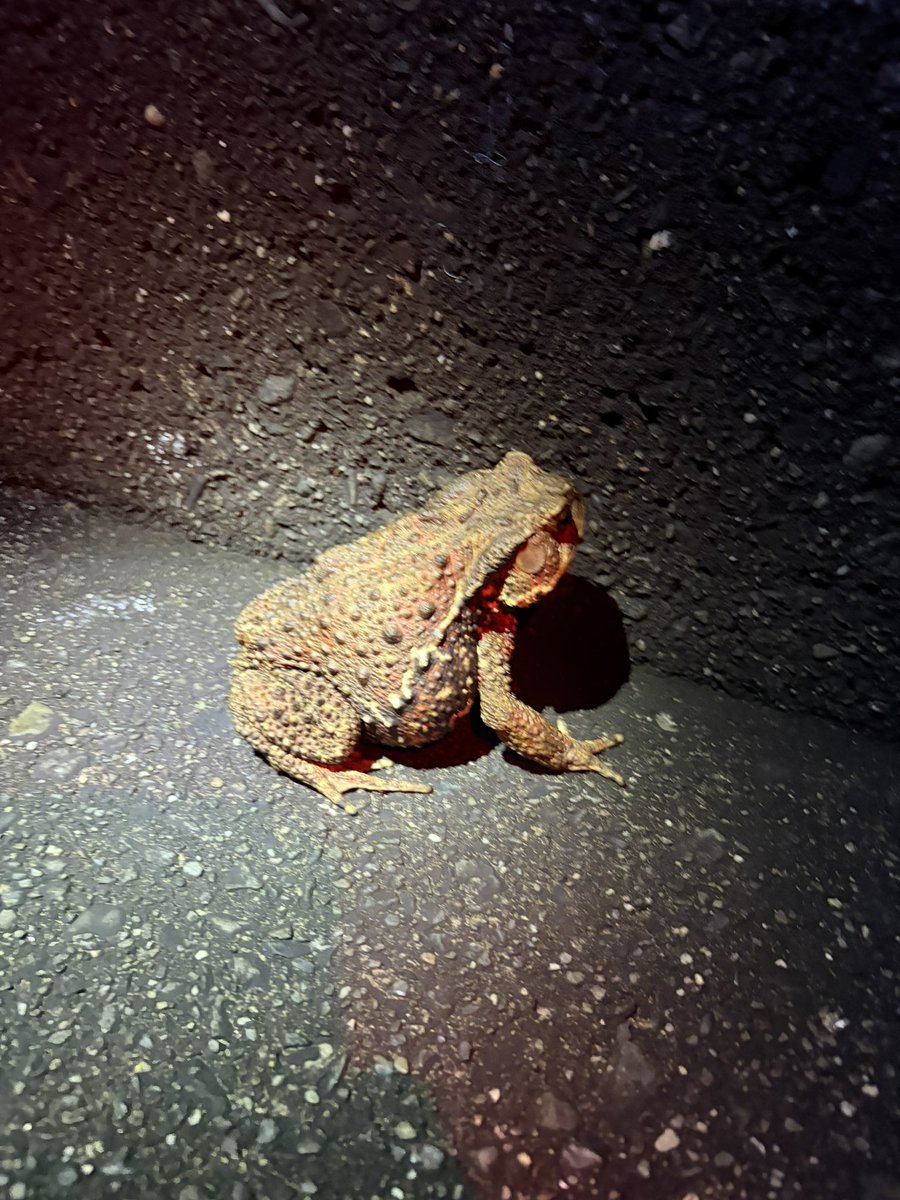 angler0730's tweet photo. すっごいつれた　多分俺あしたからもうつれないかもしれない🥶
最終的に　太刀魚　22匹　バラシ10以上　抜き上げ失敗約9匹🤪　
そうだカツオ　ん？🤔何匹釣った？多分25くらい🤔
全部リリース　イナダありがとうございます　あおいさん😆　
ちなみに釣れていた時間は25時頃から〜9時くらいまで太刀魚〜 https://t.co/dquqBtxbFq