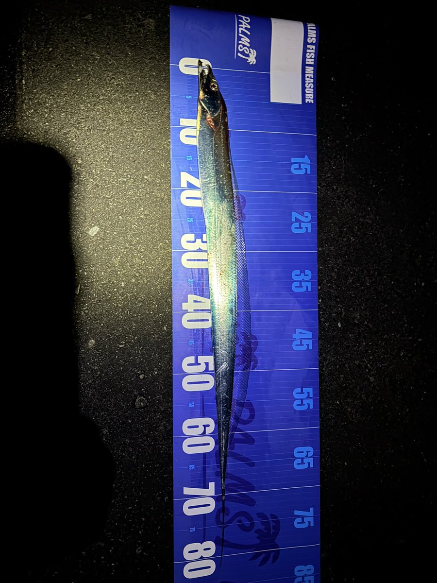 angler0730's tweet photo. すっごいつれた　多分俺あしたからもうつれないかもしれない🥶
最終的に　太刀魚　22匹　バラシ10以上　抜き上げ失敗約9匹🤪　
そうだカツオ　ん？🤔何匹釣った？多分25くらい🤔
全部リリース　イナダありがとうございます　あおいさん😆　
ちなみに釣れていた時間は25時頃から〜9時くらいまで太刀魚〜 https://t.co/dquqBtxbFq