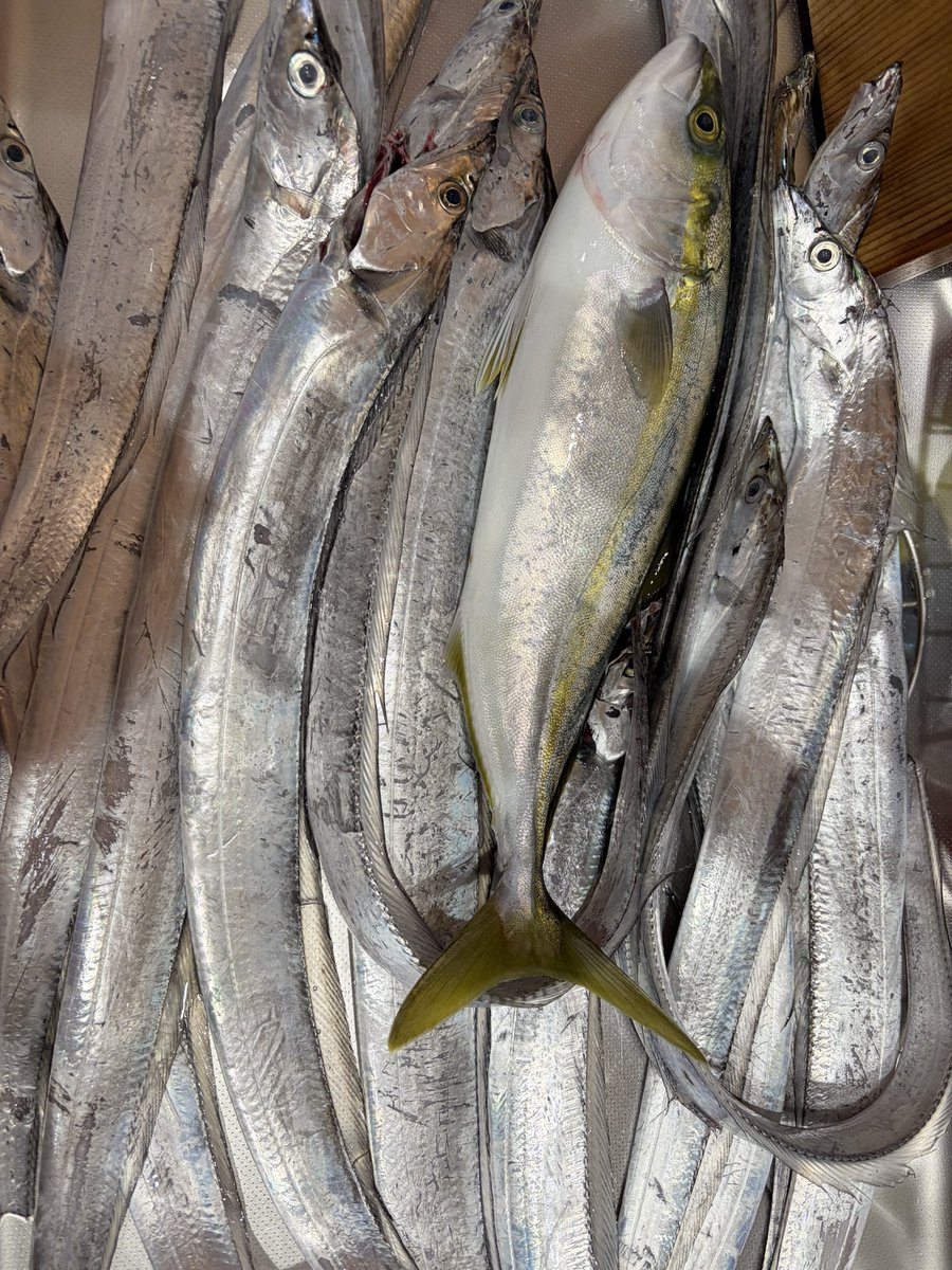 angler0730's tweet photo. すっごいつれた　多分俺あしたからもうつれないかもしれない🥶
最終的に　太刀魚　22匹　バラシ10以上　抜き上げ失敗約9匹🤪　
そうだカツオ　ん？🤔何匹釣った？多分25くらい🤔
全部リリース　イナダありがとうございます　あおいさん😆　
ちなみに釣れていた時間は25時頃から〜9時くらいまで太刀魚〜 https://t.co/dquqBtxbFq