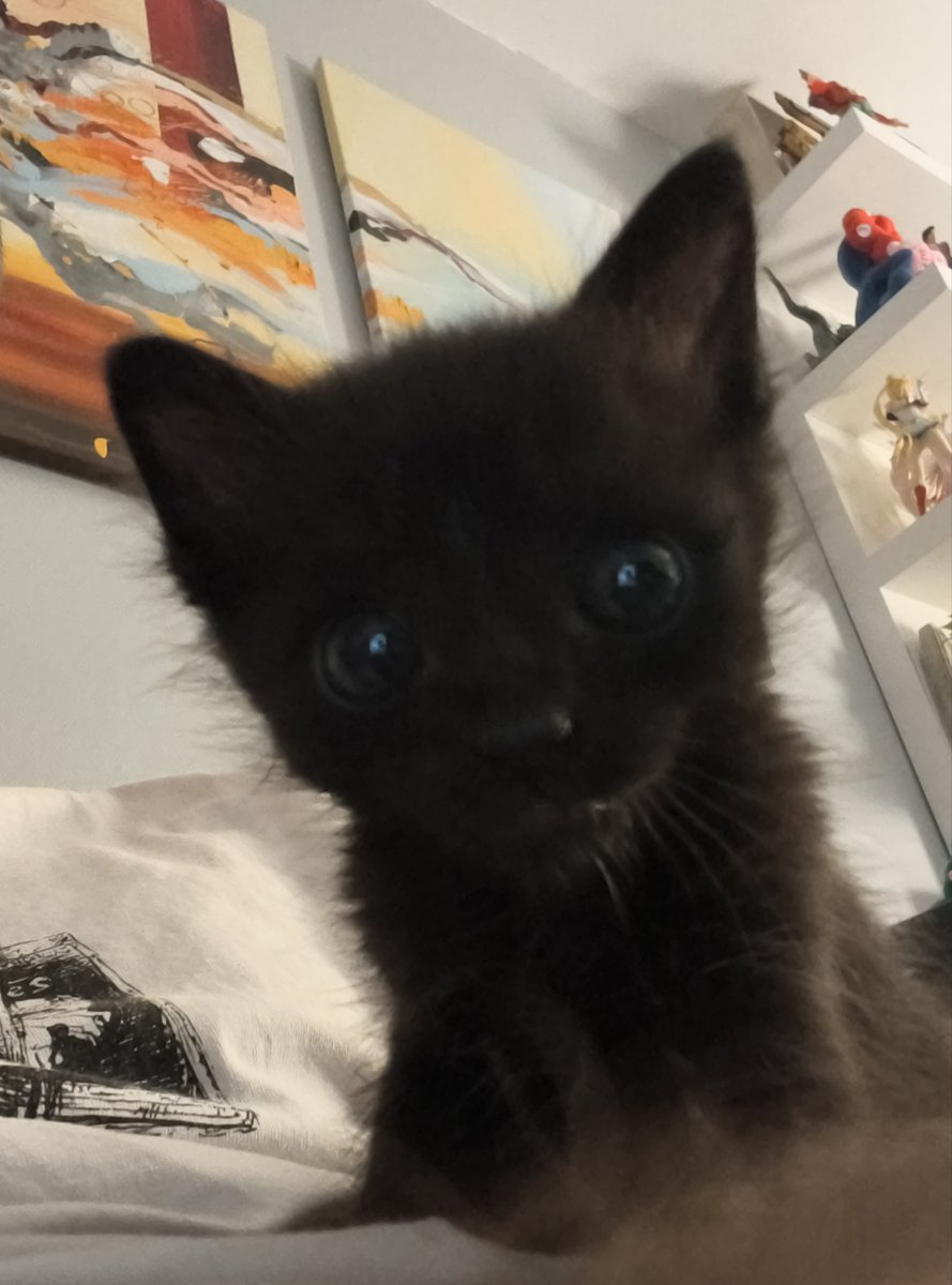 Ze_Redge's tweet photo. Un BG notre chat de la Street 🥰

#ShadowTheChaton https://t.co/V2N5eI9h22