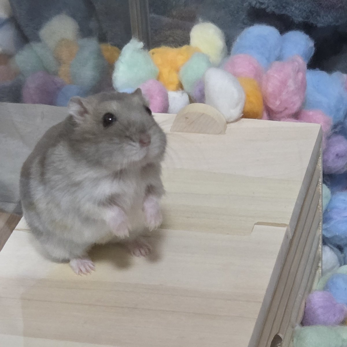 LeftSideHoppe's tweet photo. なんやこのちったいぬいぐるみは😭😭😭😭😭 https://t.co/U7U9zk3v7N