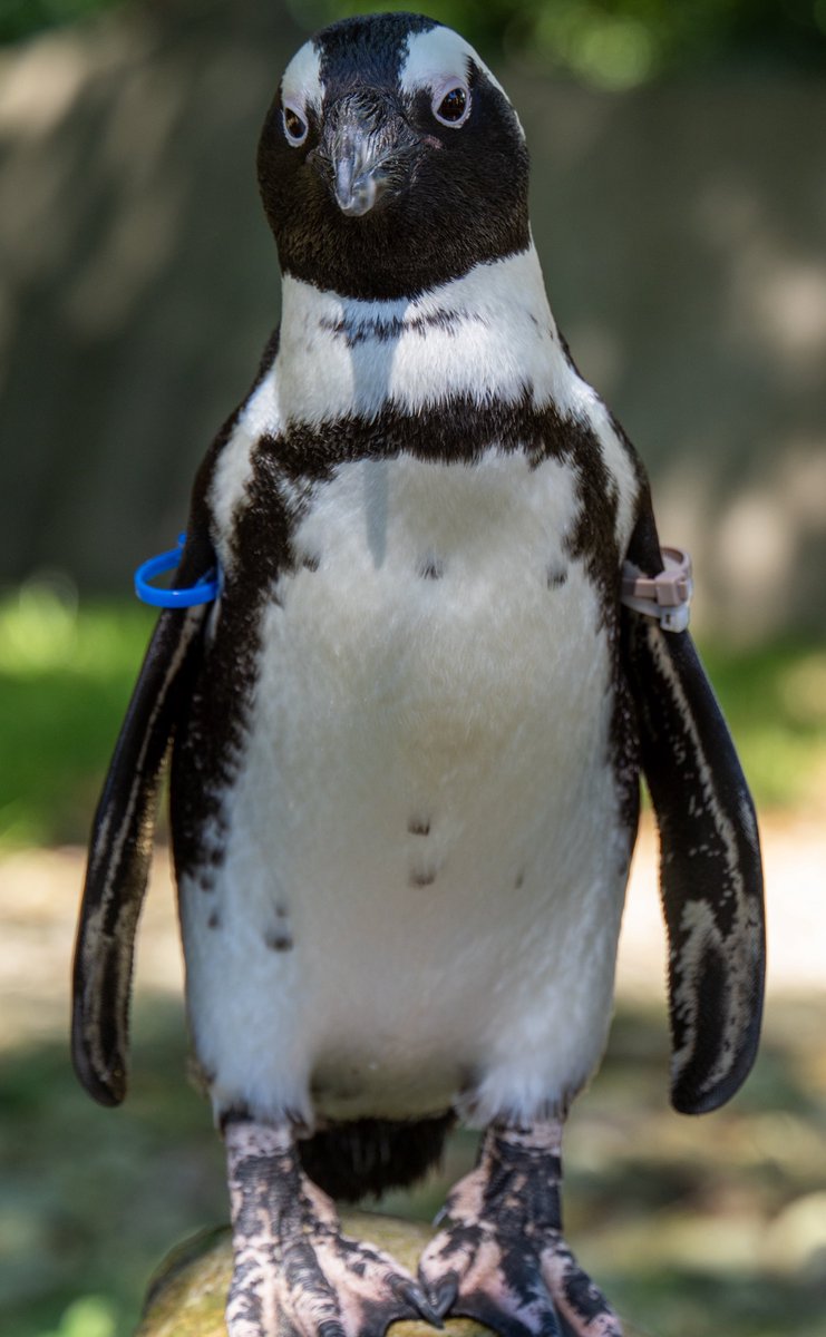 tiseiokazaki's tweet photo. 今日テレコン外し忘れて行ったから、全体的に動物ポートレートみたいになってる https://t.co/AKUd7pjRH7
