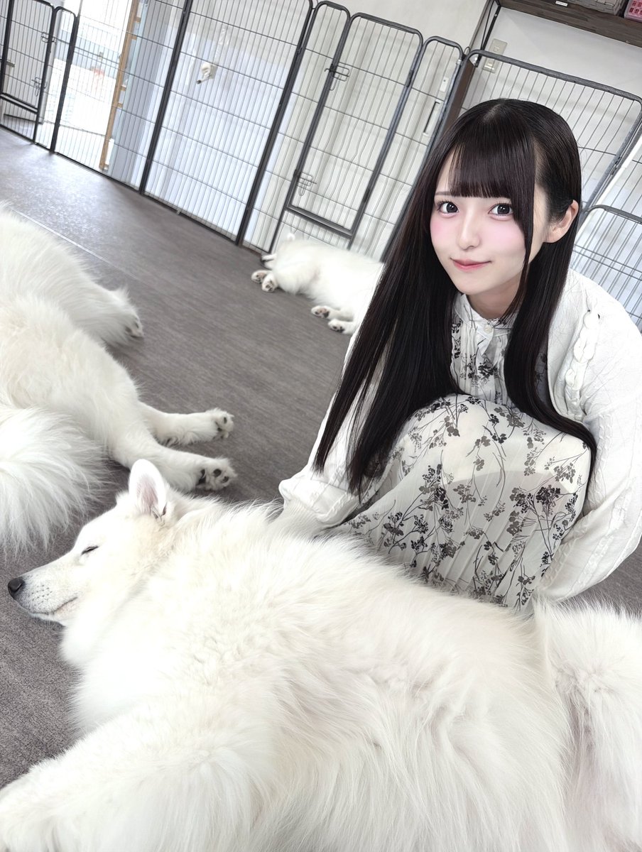 ekubo_nanakoro's tweet photo. サモちゃんだわん( ᐡ •̀ ·̫ < ᐡ )🌟 https://t.co/vsd8VajW9F