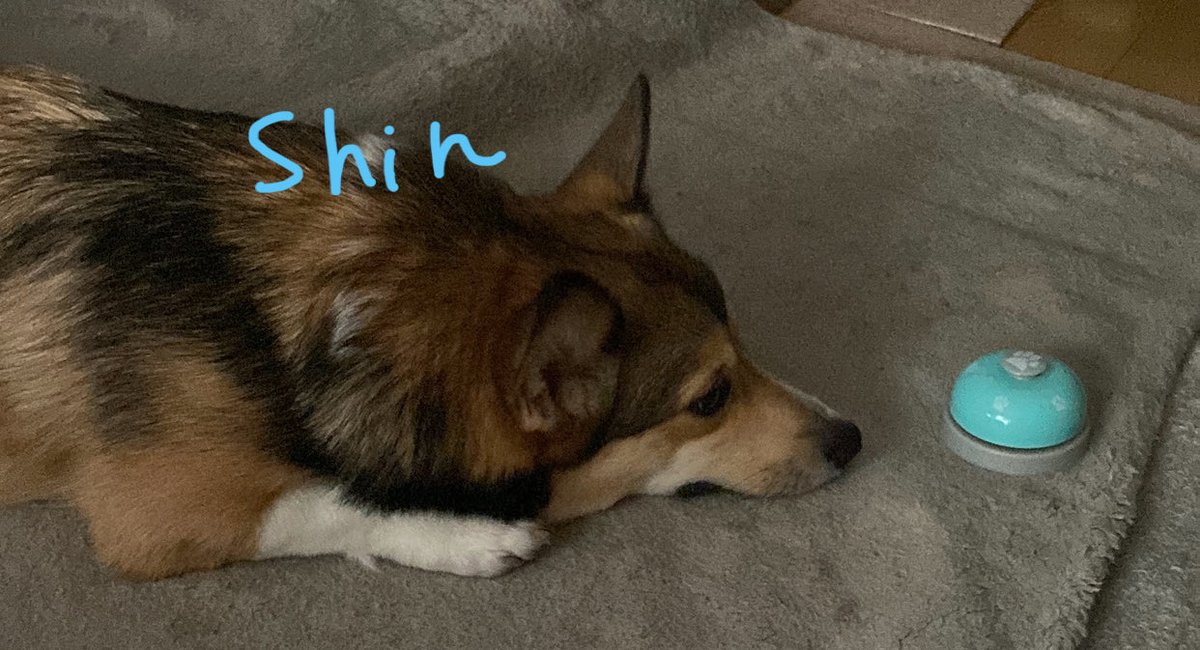 CorgiShinchan's tweet photo. ←お迎え10日目　去年9/22 お腹撫でてたら寝ちゃったしんちゃん
今日　ベル鳴らすのを教えようとしたら音にびっくりして威嚇するしんちゃん(このあとベルに吠えてた)→
#コーギー
#Corgi
#犬好きさんと繋がりたい https://t.co/M3uuAf23xo