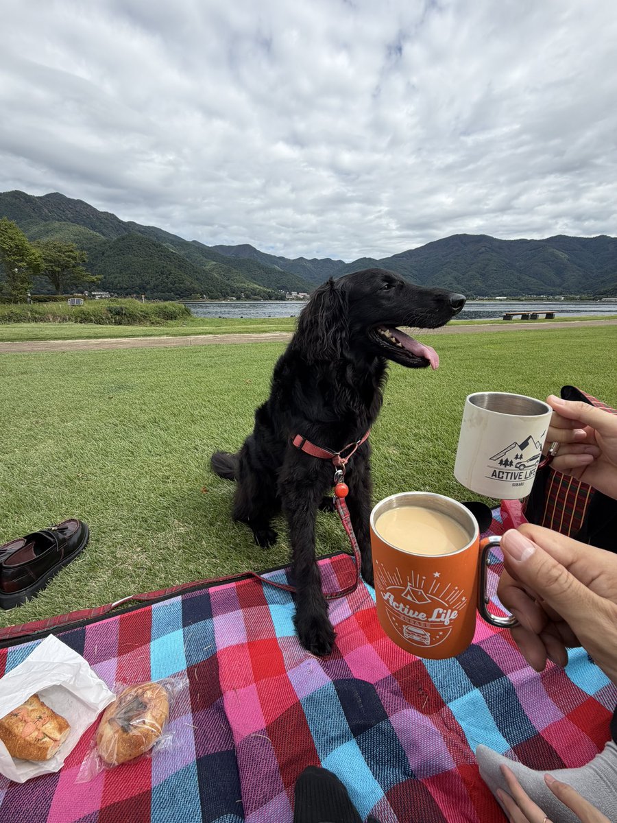 orangewaffle's tweet photo. 河口湖でピクニック。パン・ダニエルでパン10個くらい買って八木崎公園へ。一生落ち着かない黒い犬をあしらいながらパン&amp;コーヒーを頂きます。台風一過で気温が30度くらい&amp;日差しが強くて凄い暑かったんだけど、Colemanのポップアップテントを投入して、風通しの良い日陰のテント内で小1時間ほど爆睡。 https://t.co/IROGgkbFUX