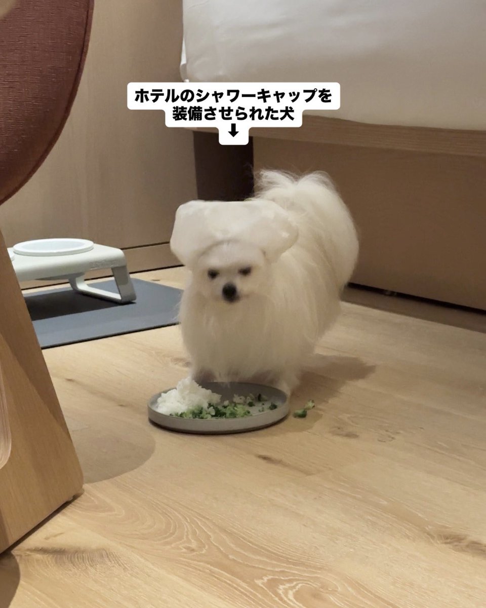 kawai_nu_san's tweet photo. 米まみれになる犬のためのライフハックです https://t.co/mQwOMjSAiZ