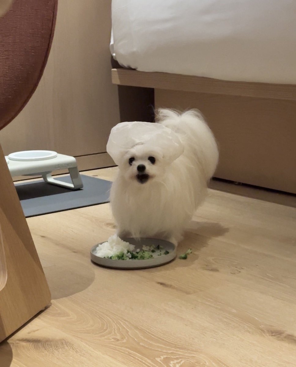 kawai_nu_san's tweet photo. 米まみれになる犬のためのライフハックです https://t.co/mQwOMjSAiZ