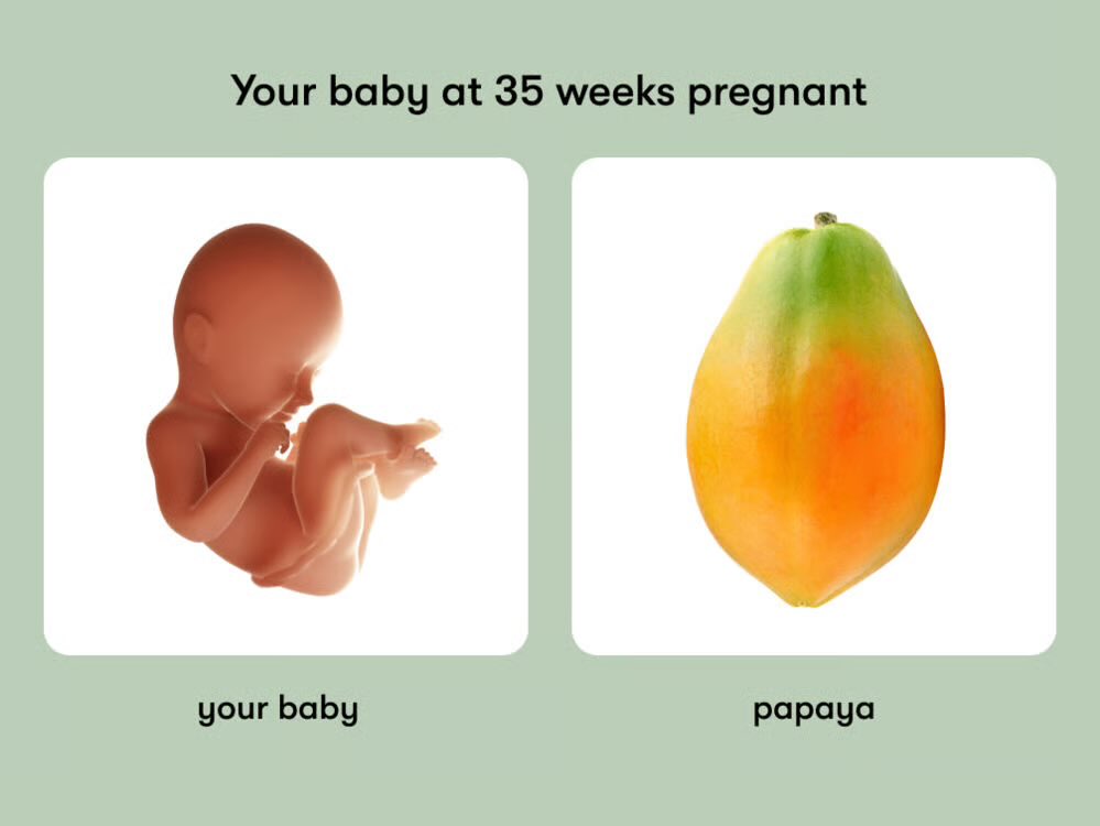 cboodrams's tweet photo. @CaitDykstra i’m a papaya!!! https://t.co/nsujCgrxgf